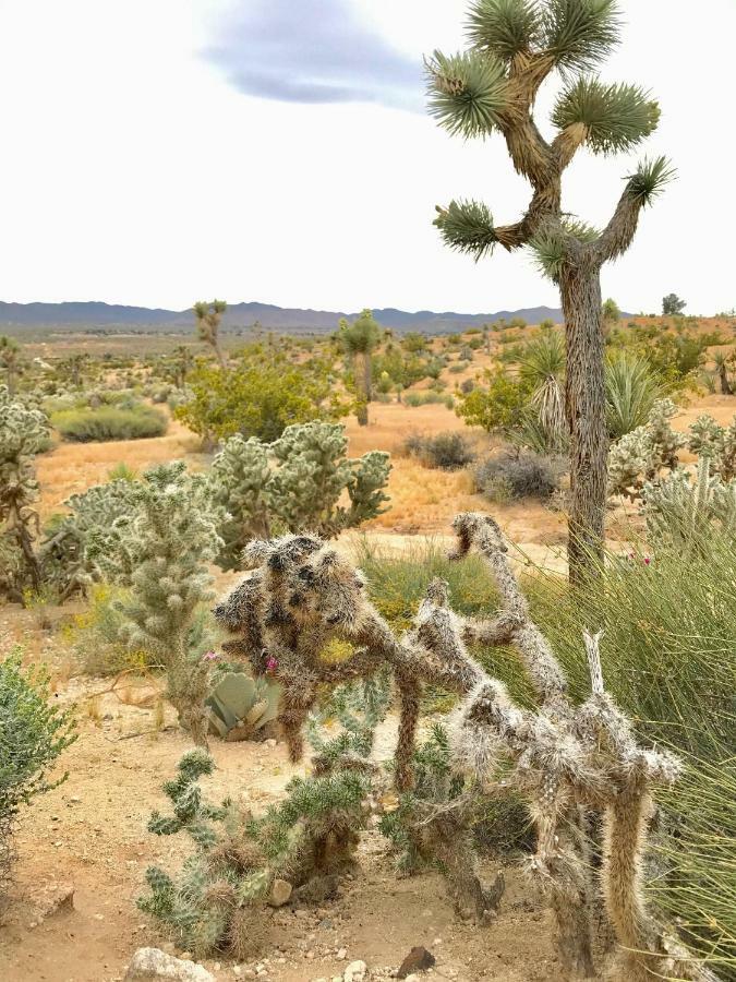 Desert Oasis - Joshua Tree Peaceful Retreat Home Yucca Valley Dış mekan fotoğraf